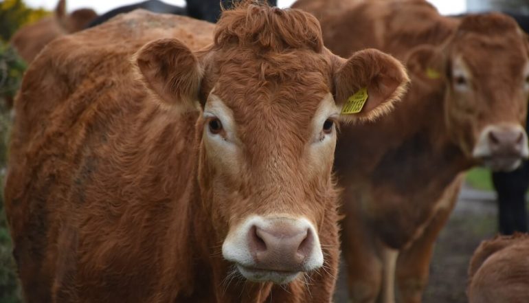 18ª edición de la Feria Agrícola y Ganadera de Ortuella 2024